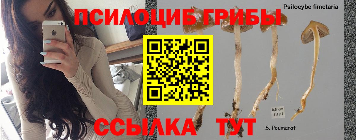 Галлюциногенные грибы GOLDEN TEACHER Дербент